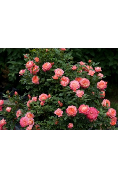 Кущ троянди флорібунда Briosa у літньому саду